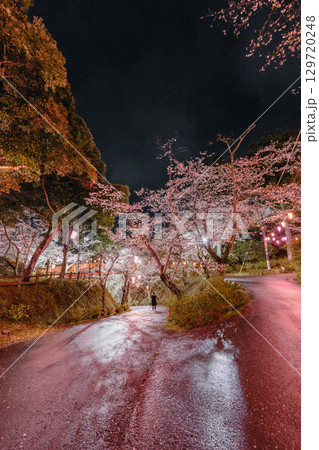 小見川城山公園の夜桜と赤い橋を眺める人影 小見川城山公園の夜桜と赤い橋を眺める人影 129720248
