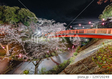 小見川城山公園の夜桜と赤い橋のライトアップ 小見川城山公園の夜桜と赤い橋のライトアップ 129720249