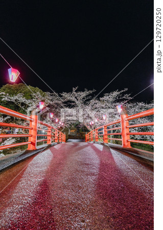小見川城山公園の夜桜と赤い橋のライトアップ 129720250