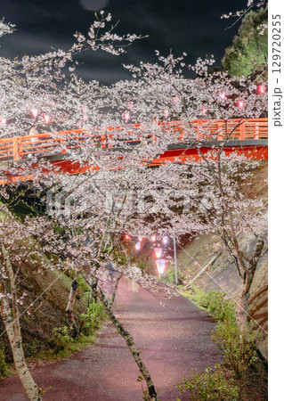 小見川城山公園の夜桜と赤い橋のライトアップ 129720255