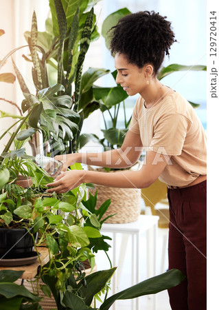 Black woman, water plants and gardening in house for health, care and plant growth. Spring flowers, sustainability and female from Brazil watering eco friendly ferns, leaves and house plants in home. Black woman, water plants and gardening in house for health, care and plant growth. Spring flowers, sustainability and female from Brazil watering eco friendly ferns, leaves and house plants in home. 129720414