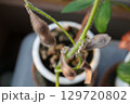 茶色の枯れた、枝豆 129720802