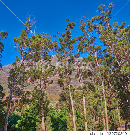 Nature environment, landscape and mountain with tree, blue sky and plants in summer outdoor in Australia. Sustainable, green ecology and mountain range, calm and natural beauty in spring and calm 129720840