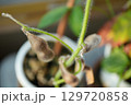 茶色の枯れた、枝豆 129720858