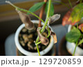 茶色の枯れた、枝豆 129720859