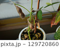 茶色の枯れた、枝豆 129720860