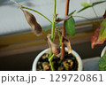 茶色の枯れた、枝豆 129720861