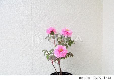 鉢植え　牡丹の花 129721258
