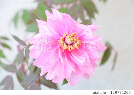 華やか 牡丹の花 華やか 牡丹の花 129721260