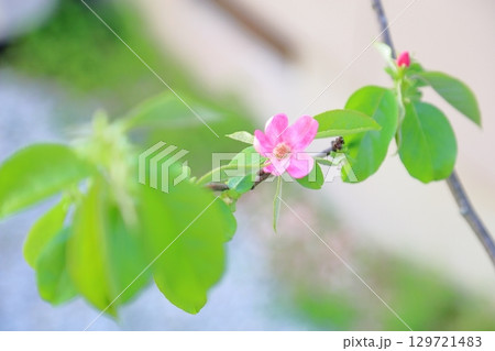 可愛い　カリンの花 129721483