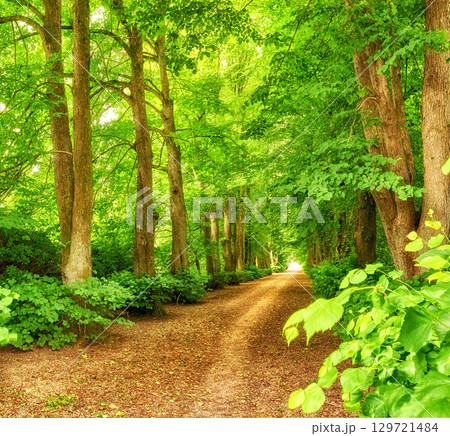 Nature, forest path and trees in calm woods, park or sustainable eco friendly environment background. Sustainability, leaves and Earth Day or travel landscape of natural countryside rainforest 129721484