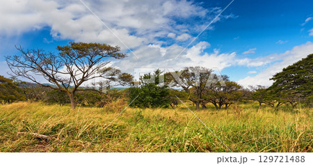 Nature, forest and landscape with blue sky background, trees and eco friendly outdoor environment in Africa. Woods, ecology or grass on field, plants and safari in kenya, savannah or natural wildlife 129721488