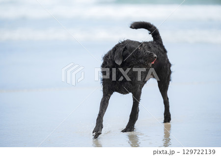 海で遊ぶ犬（リードは消しています） 129722139