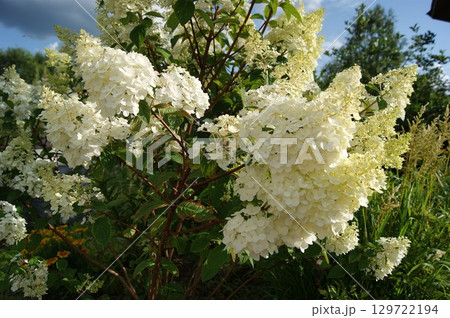 Close-up of white hydrangea paniculata flowers in a summer garden Close-up of white hydrangea paniculata flowers in a summer garden 129722194