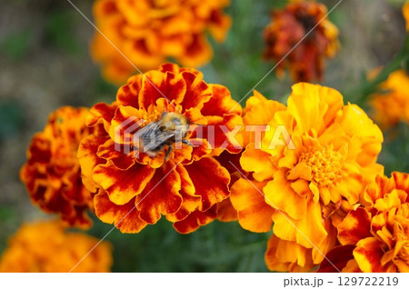 Bumblebee on marigolds. Tagetes. Bright summer day in the garden. 129722219