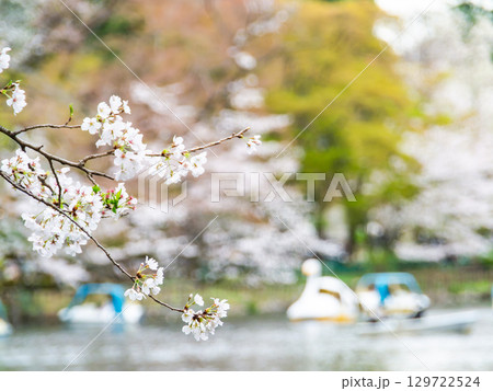 春の水辺の景色 満開の桜とボートで花見を楽しむ人たち 春の水辺の景色 満開の桜とボートで花見を楽しむ人たち 129722524