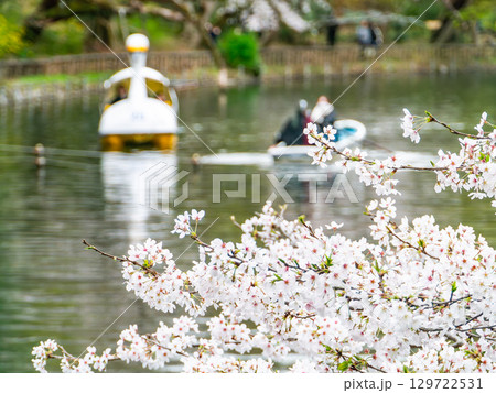 春の水辺の景色 満開の桜とボートで花見を楽しむ人たち 春の水辺の景色 満開の桜とボートで花見を楽しむ人たち 129722531