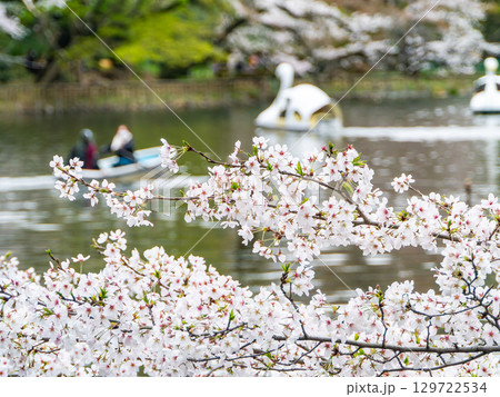 春の水辺の景色　満開の桜とボートで花見を楽しむ人たち 129722534