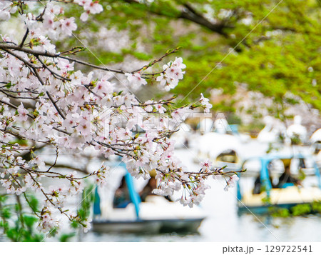 春の水辺の景色 満開の桜とボートで花見を楽しむ人たち 春の水辺の景色 満開の桜とボートで花見を楽しむ人たち 129722541