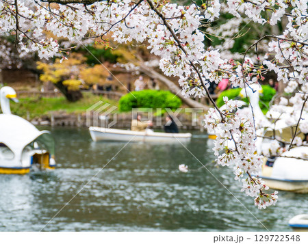 春の水辺の景色 満開の桜とボートで花見を楽しむ人たち 春の水辺の景色 満開の桜とボートで花見を楽しむ人たち 129722548