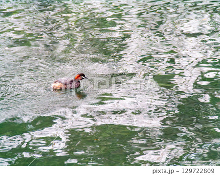 春の水辺の景色　満開の桜とカイツブリ 129722809
