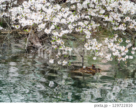 春の水辺の景色 満開の桜とカイツブリ 春の水辺の景色 満開の桜とカイツブリ 129722810