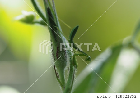 アサガオのつぼみとカマキリの子供 アサガオのつぼみとカマキリの子供 129722852