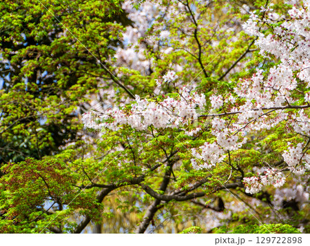 春本番のすがすがしい景色　新緑に映える満開の桜 129722898