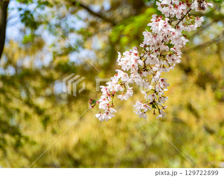 春本番のすがすがしい景色　新緑に映える満開の桜 129722899
