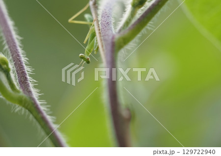 アサガオのつるとカマキリの子供　 129722940