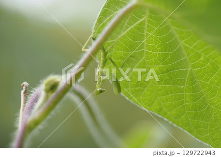 アサガオの葉とカマキリの子供 129722943