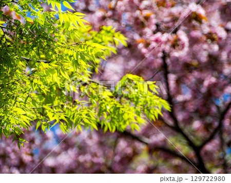 満開の桜を背景に春の陽を浴びる新緑の美しい若葉 満開の桜を背景に春の陽を浴びる新緑の美しい若葉 129722980