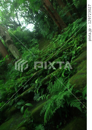 【神奈川県鎌倉市】苔むした瑞泉寺の石段 【神奈川県鎌倉市】苔むした瑞泉寺の石段 129723027