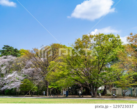 すがすがしい春の公園の景色　運動する子供たち 129723037