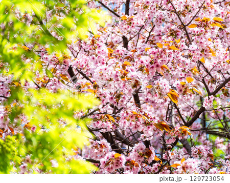 新緑に映える満開の八重桜 129723054