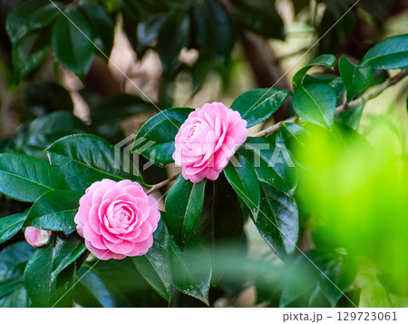 美しい満開のピンクの椿 美しい満開のピンクの椿 129723061