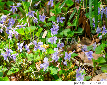 春の訪れを告げるかわいいスミレの花 129723063