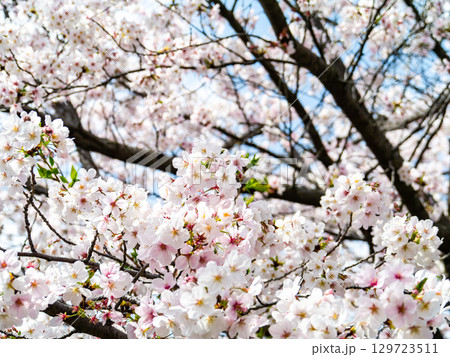 春本番 心うきたつ様な満開の桜 春本番 心うきたつ様な満開の桜 129723511