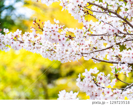 春本番　心うきたつ様な満開の桜 129723518