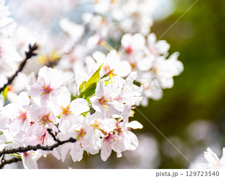春本番　心うきたつ様な満開の桜 129723540