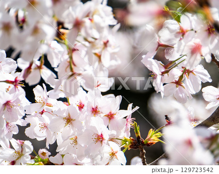 春本番 心うきたつ様な満開の桜 春本番 心うきたつ様な満開の桜 129723542