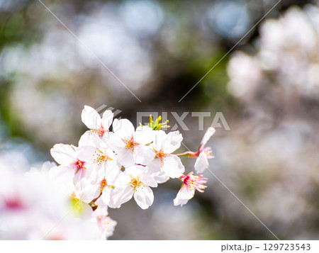 春本番 心うきたつ様な満開の桜 春本番 心うきたつ様な満開の桜 129723543