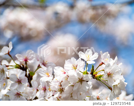 春本番 心うきたつ様な満開の桜 春本番 心うきたつ様な満開の桜 129723548