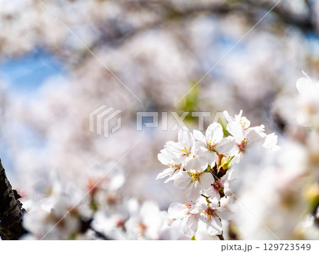 春本番 心うきたつ様な満開の桜 春本番 心うきたつ様な満開の桜 129723549