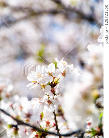 春本番 心うきたつ様な満開の桜 春本番 心うきたつ様な満開の桜 129723550