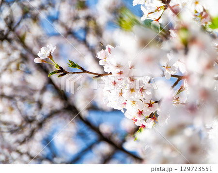 春本番　心うきたつ様な満開の桜 129723551
