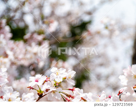 春本番 心うきたつ様な満開の桜 春本番 心うきたつ様な満開の桜 129723569