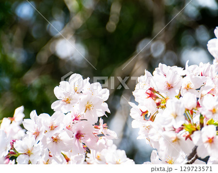 春本番　心うきたつ様な満開の桜 129723571