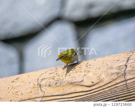川沿いの堤防に立つメジロ 129723600