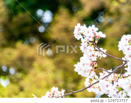 春本番　心うきたつ様な満開の桜 129723757